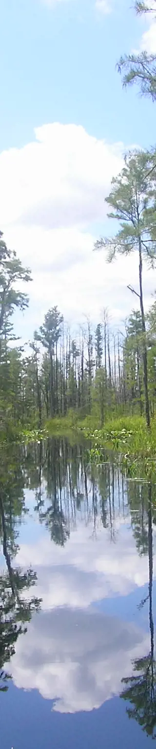 Erkunde das Okefenokee Swamp